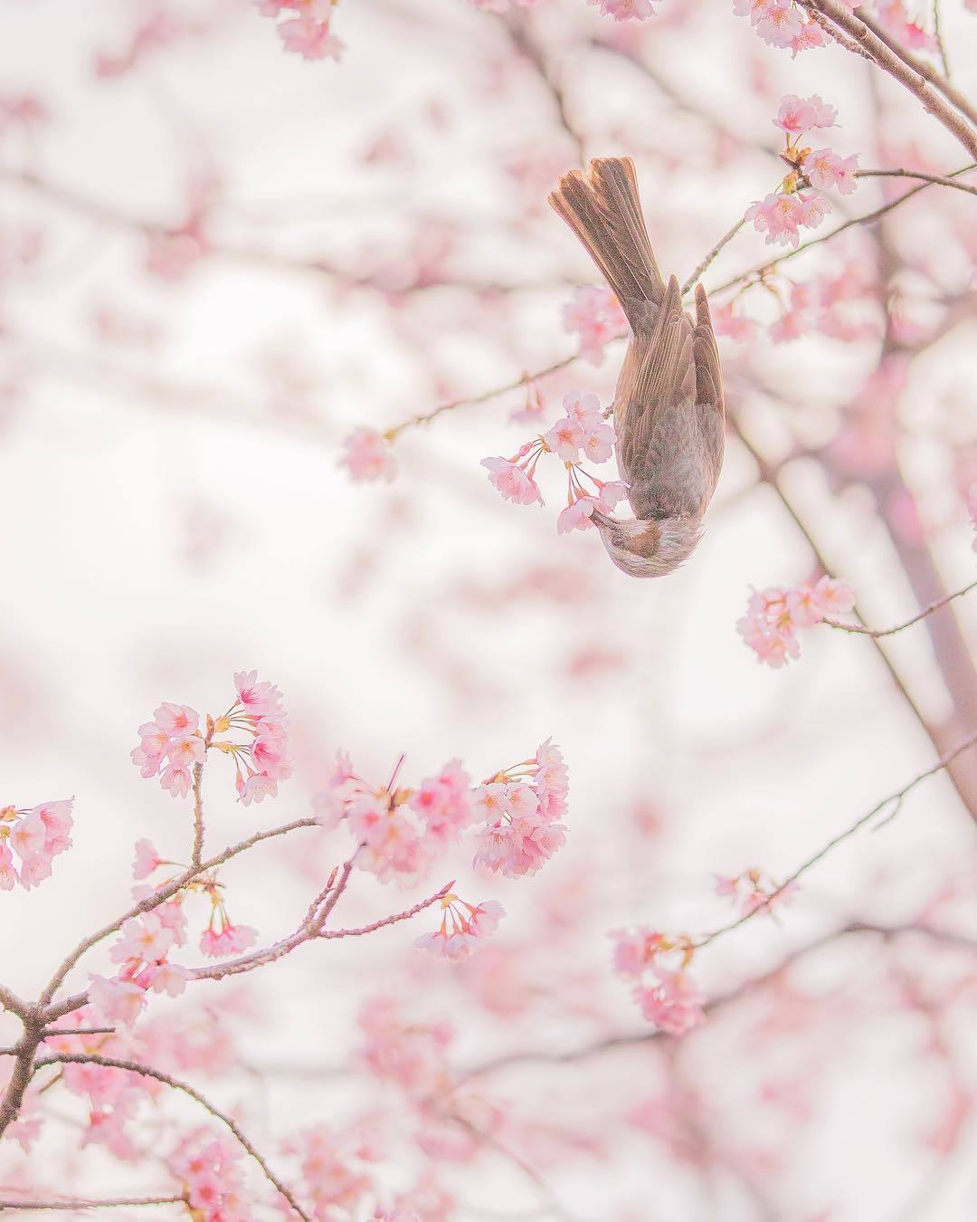  樱花与夜莺，来自摄影师Ubutsq。 