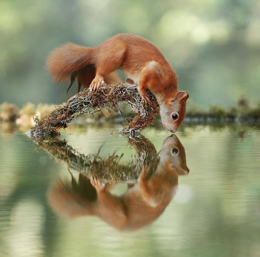  饮水的松鼠，来自摄影师Julian Rad。 