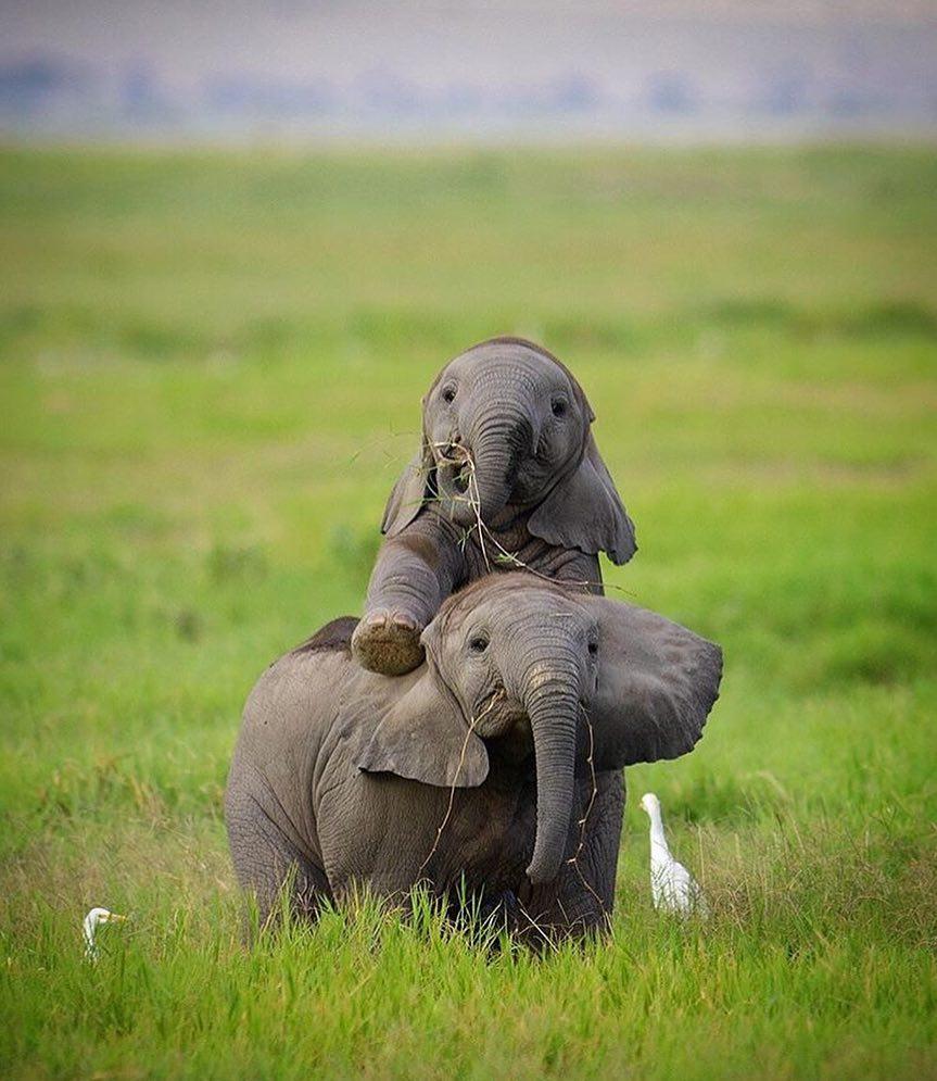  玩耍的小象，来自摄影师Santosh Saligram。 