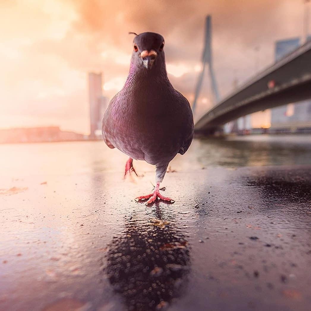  雨天的鸽子，来自摄影师Eduardo。 