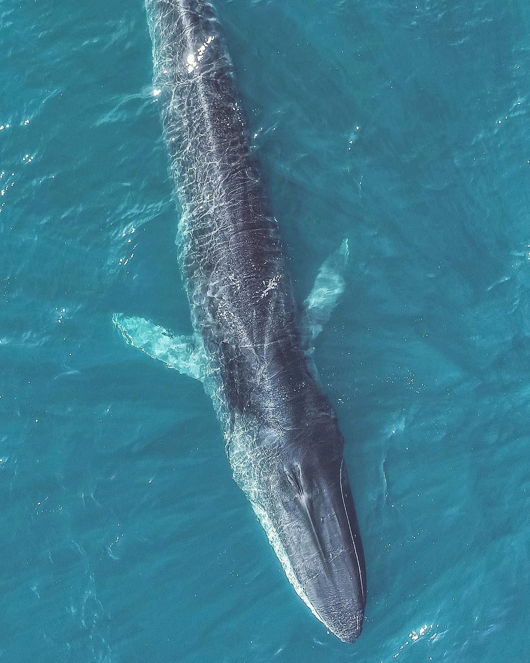 长须鲸来自摄影师domenicbiagini