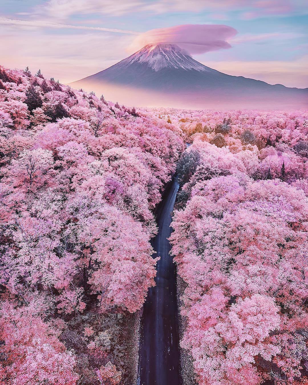  富士山下盛开的樱花，来自Kristina Makeeva。 