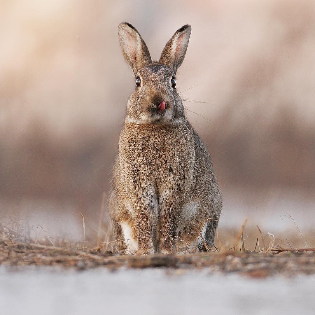 中国野兔摄影作品图片