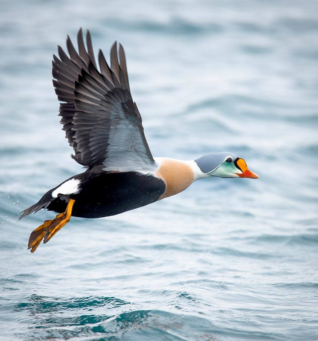  水面飞翔的国王绒鸭，来自摄影师David Drangsland。 