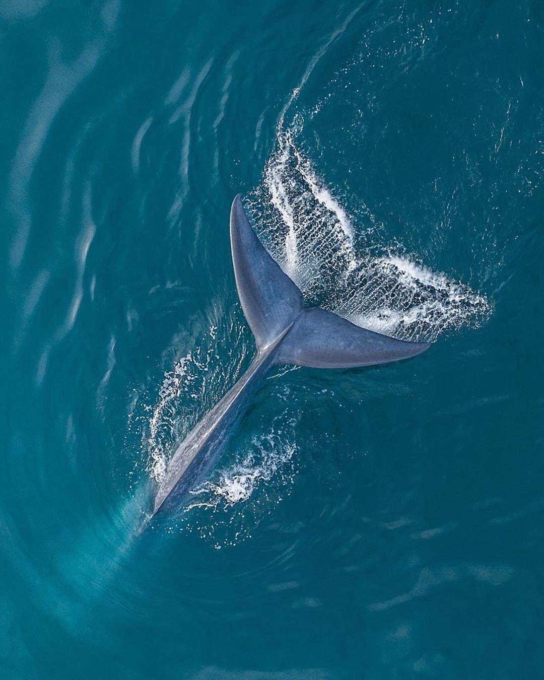  蓝鲸的尾巴，来自摄影师Chelsea Mayer。 