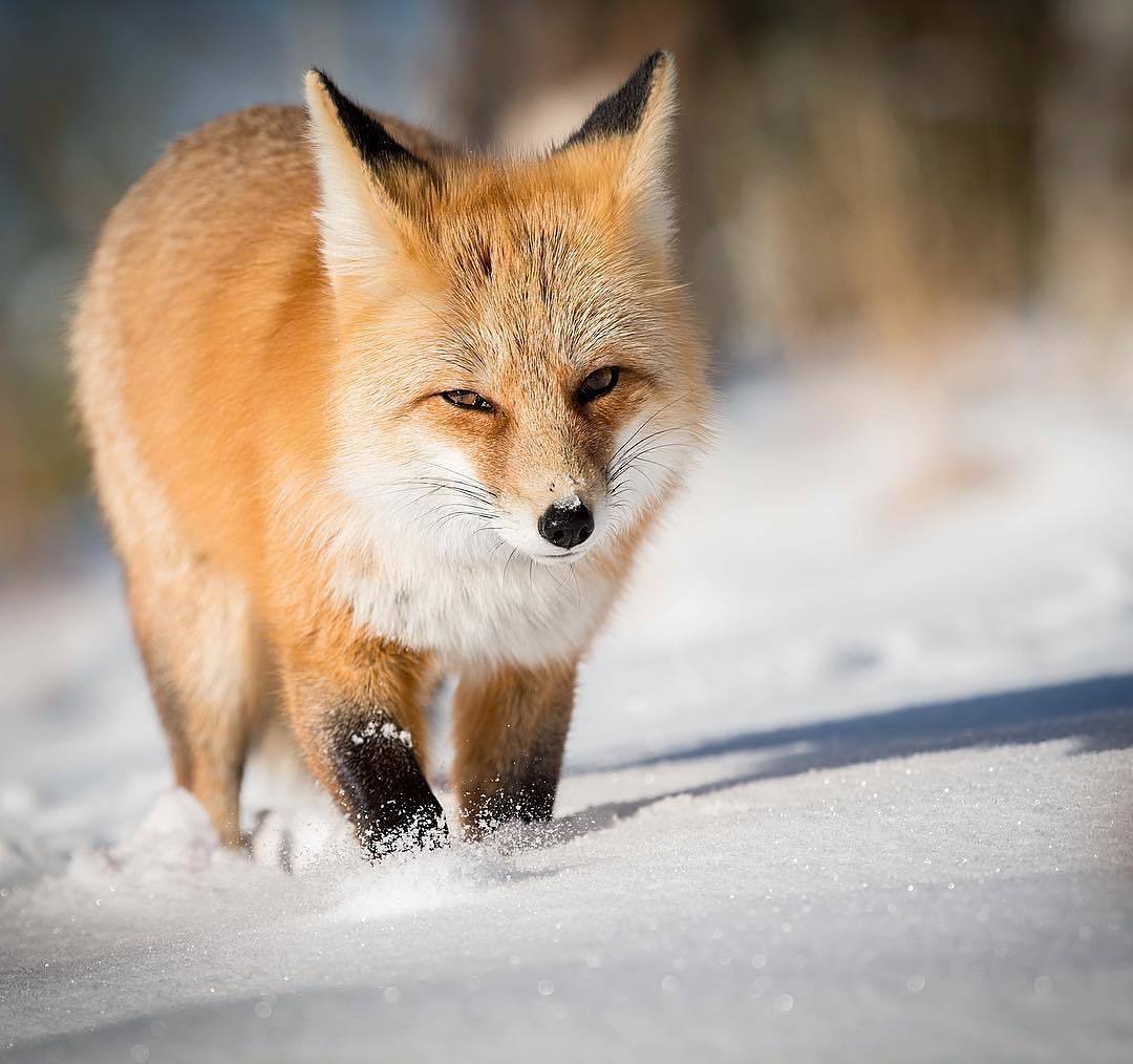  雪地里的红狐，来自摄影师Isaac Spotts。 