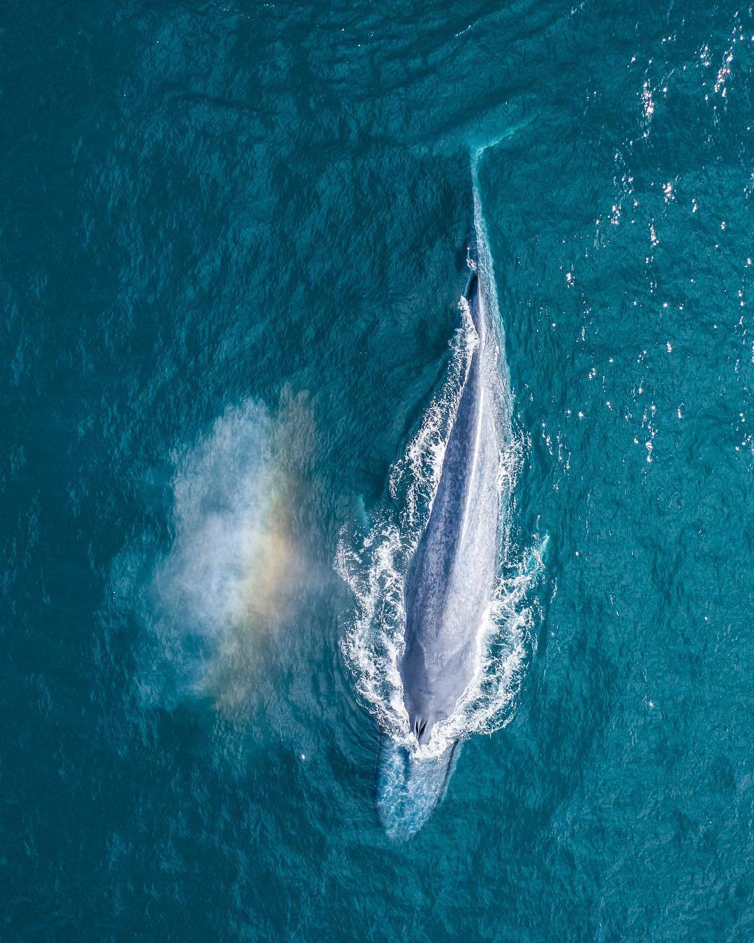  蓝鲸，来自摄影师Chelsea Mayer。 