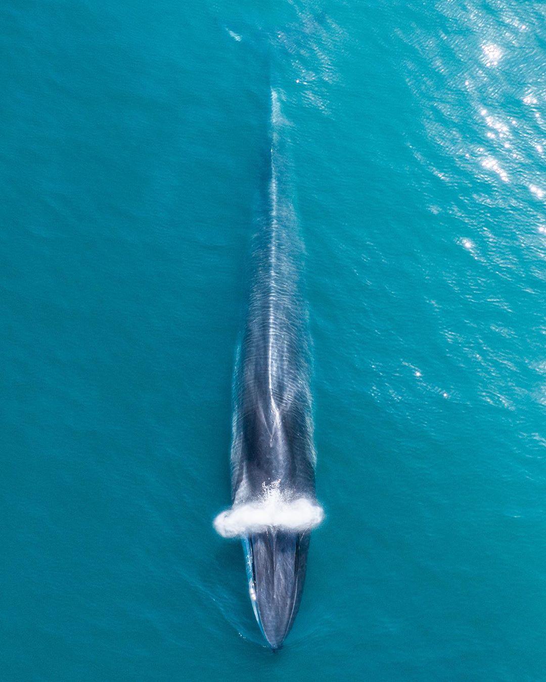  长须鲸，来自摄影师Chelsea Mayer。 