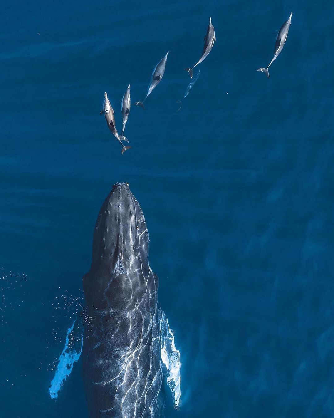 座头鲸与海豚来自摄影师kristincampbell