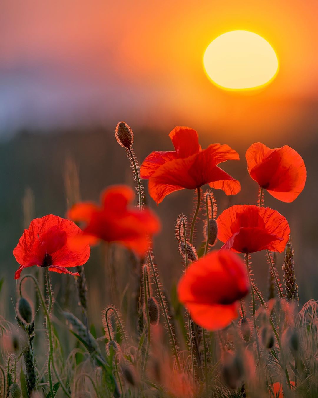夕阳下的花来自摄影师marina