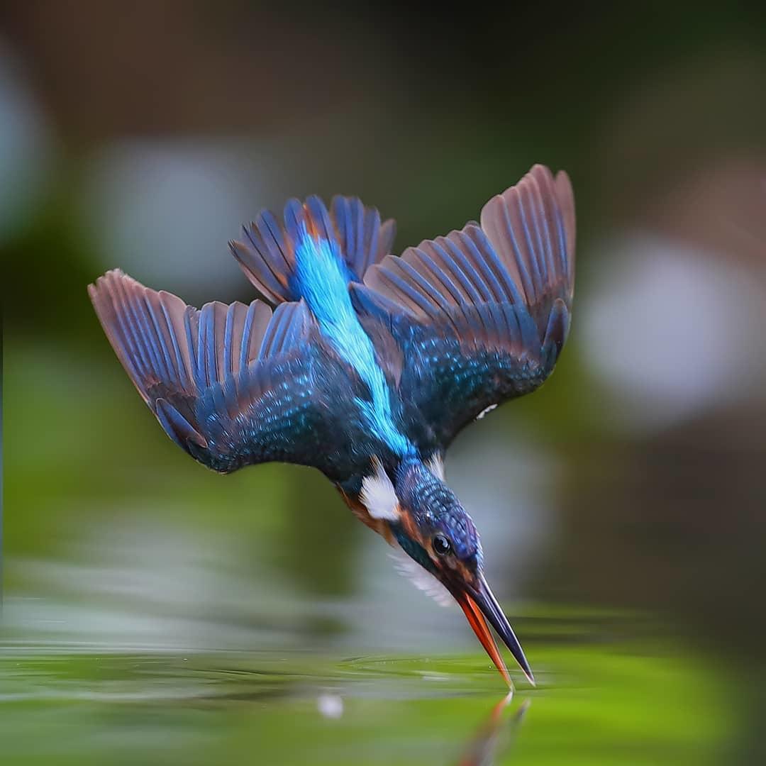  翠鸟，来自摄影师陈承光。 