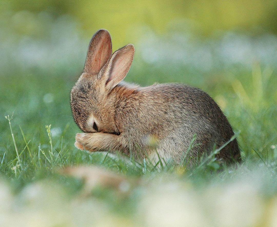  野兔，来自摄影师Julian Rad。 