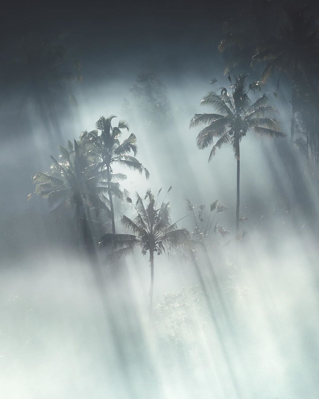 云雾中的森林来自摄影师karlshakur