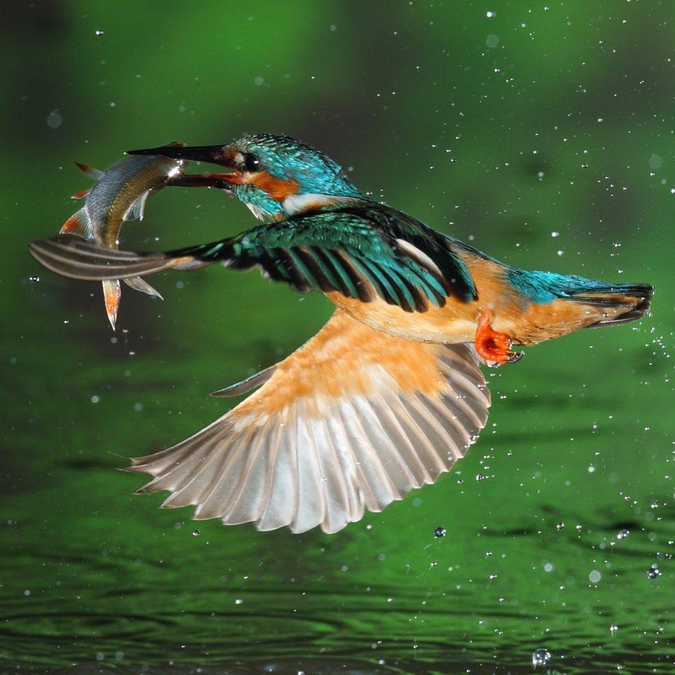  捕鱼的翠鸟，来自摄影师Joe Petersburger。 