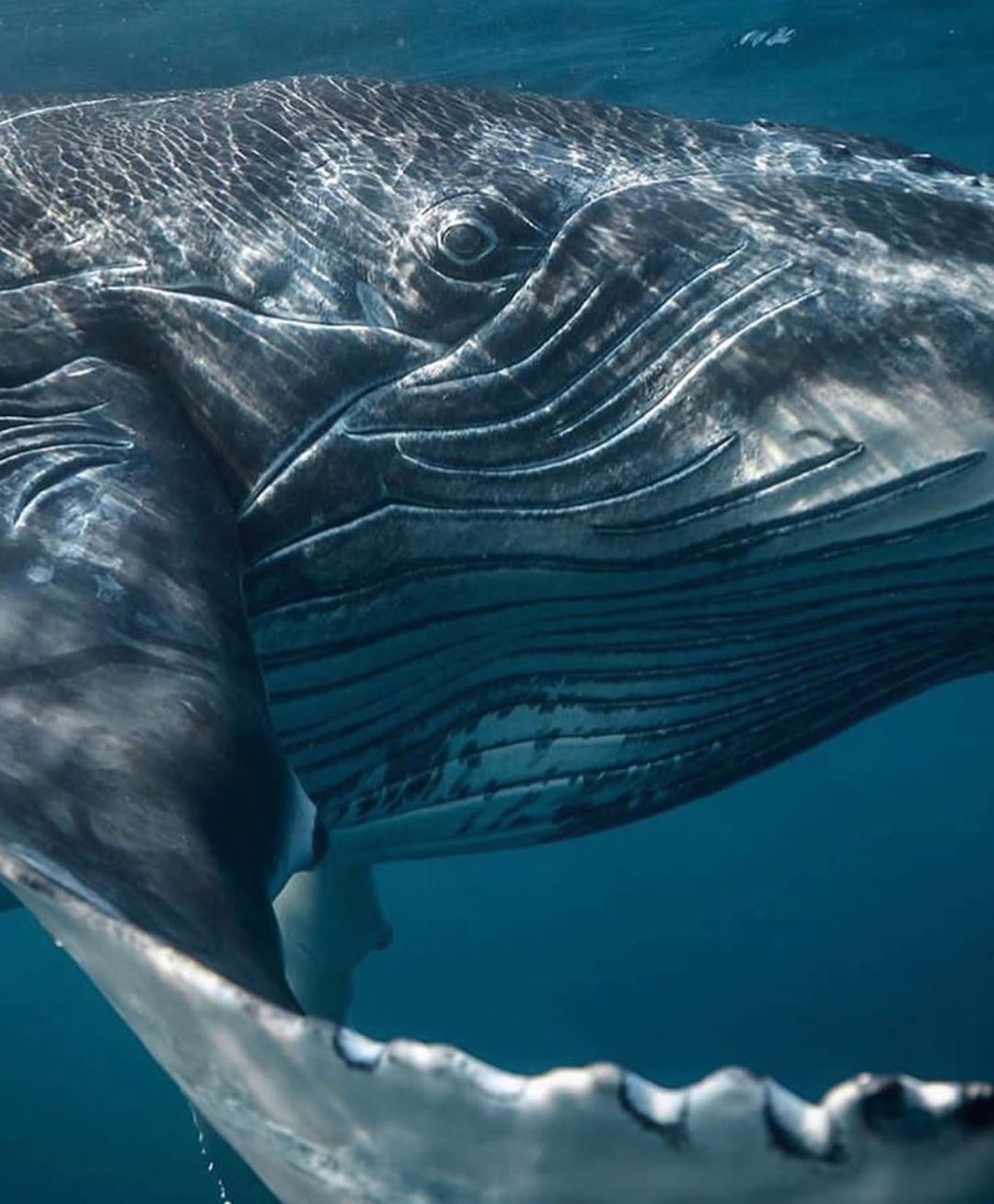 座头鲸的眼睛来自摄影师karimiliya