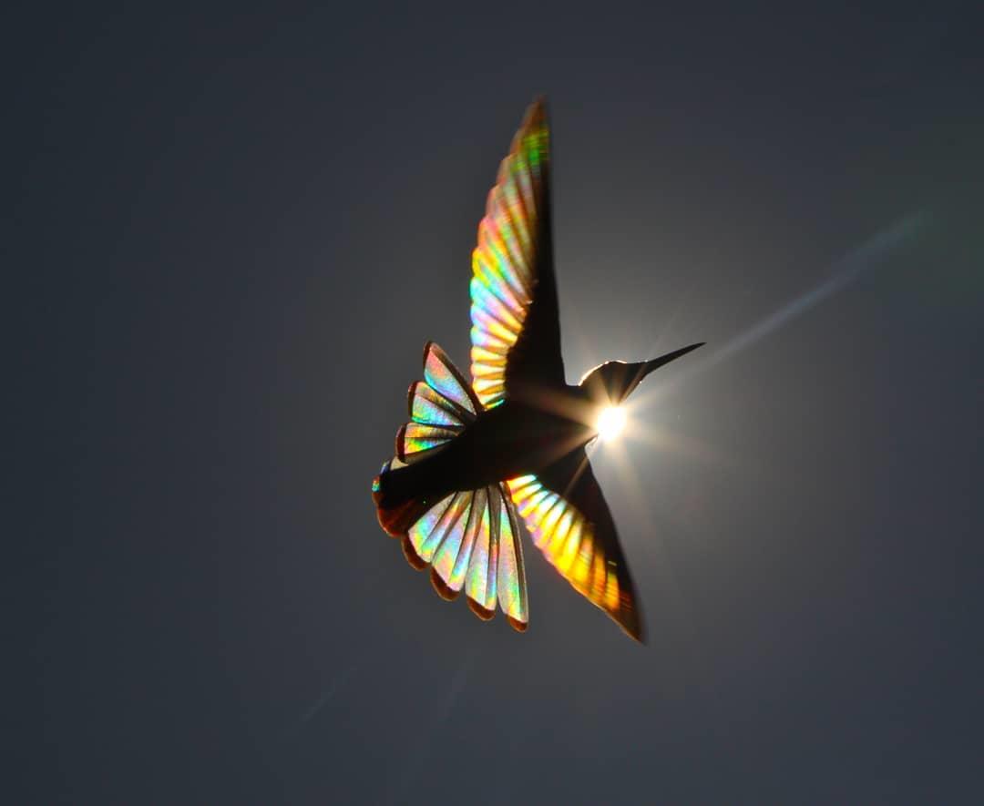  光之翼，飞翔的蜂鸟，来自摄影师Christian Spencer。 