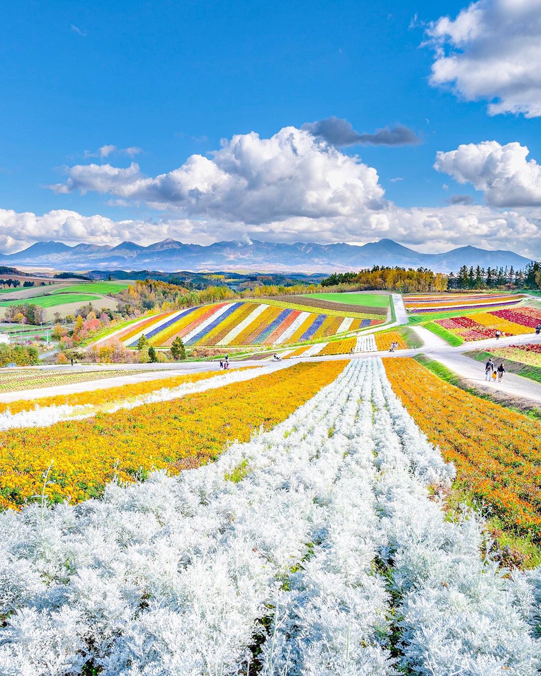 豆田 北海道花田 来自摄影师astrailor Jp