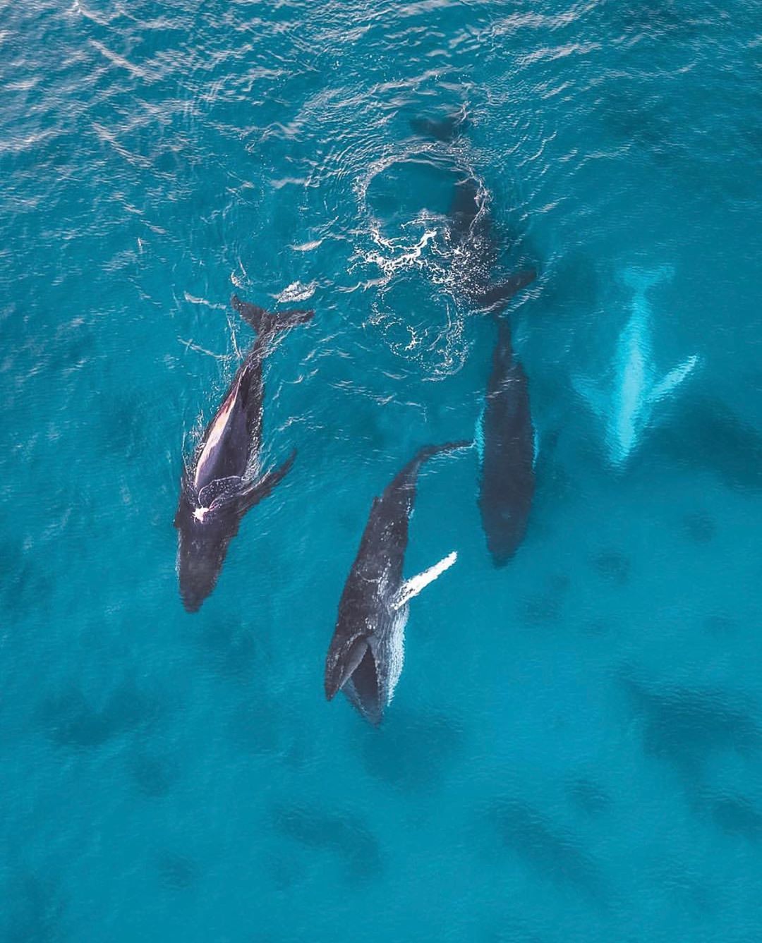 鲸群来自摄影师saltywings