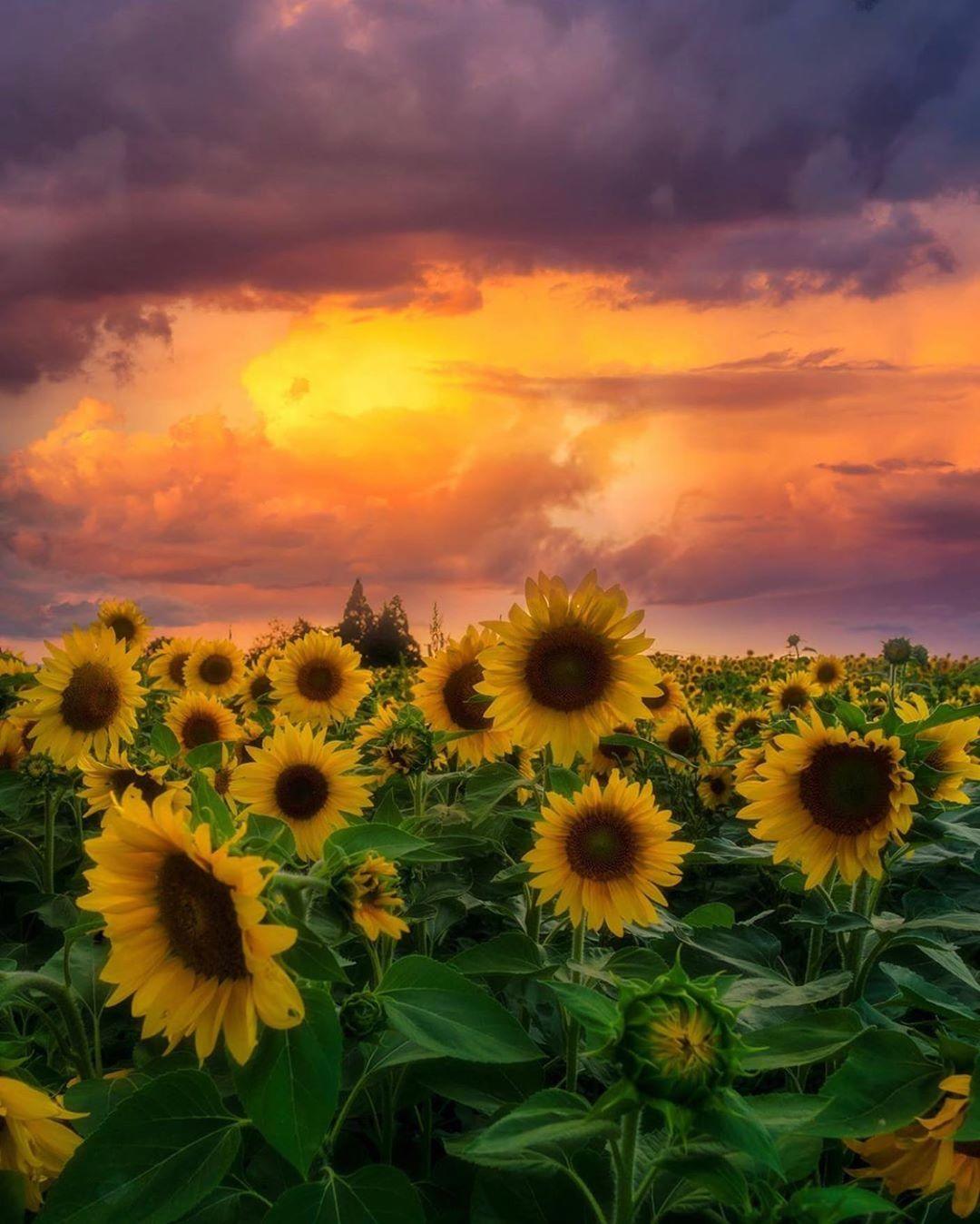 日落下的向日葵，来自摄影师Shannon Bolisig。 