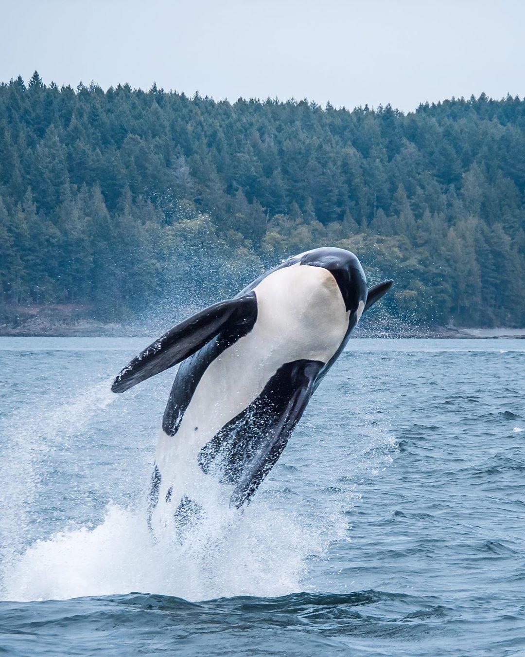  跃出水面的虎鲸，来自摄影师Adam Ernster。 