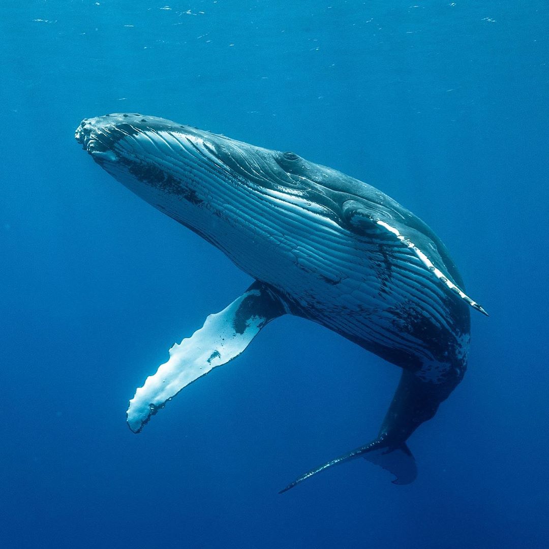 400岁座头鲸图片