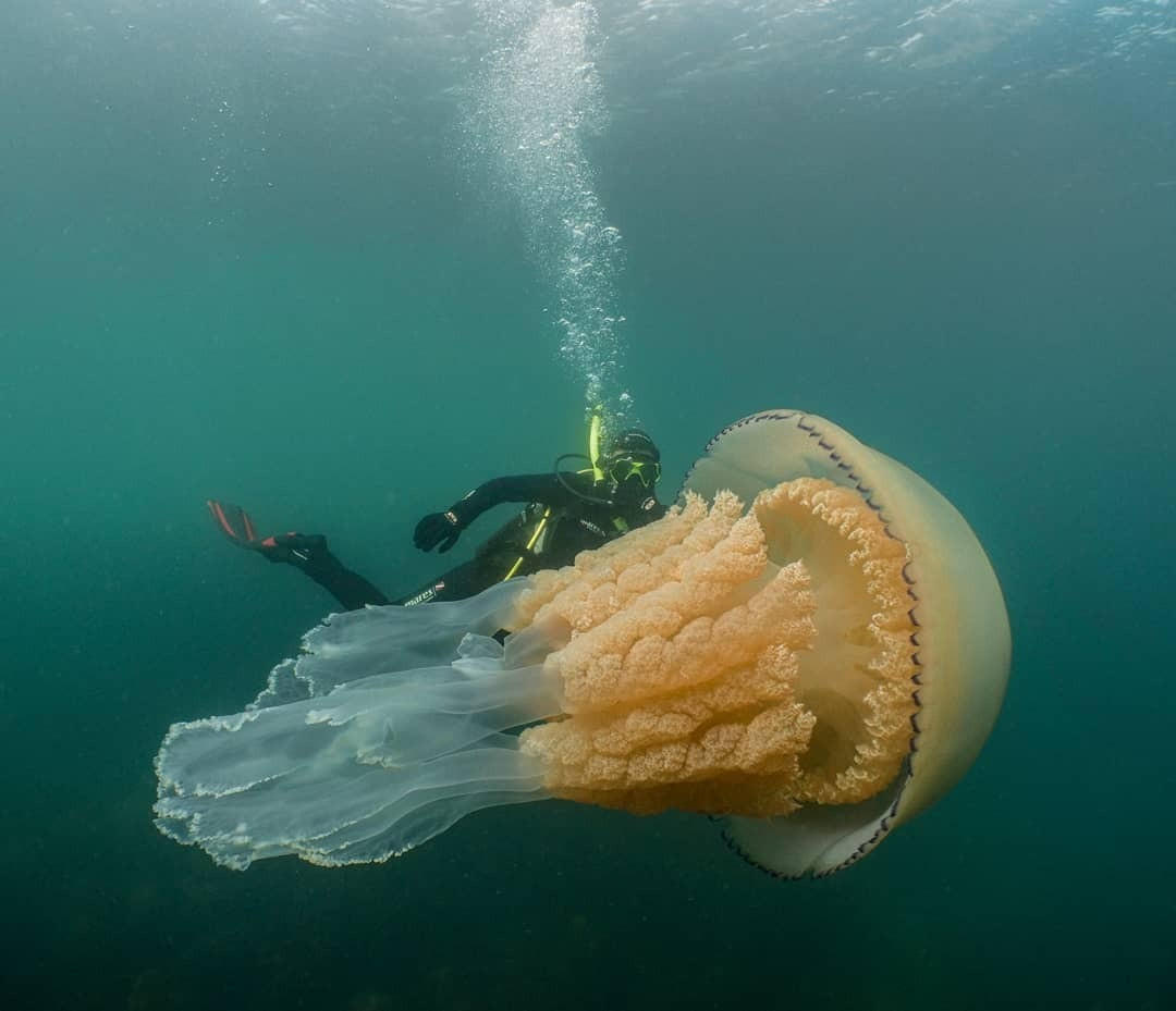  巨型桶水母，来自摄影师Dan Abbott。 