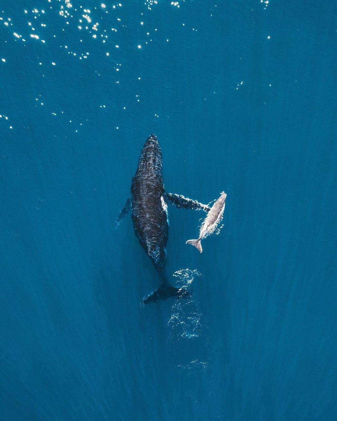  座头鲸母子，来自摄影师Saxon Kent。 