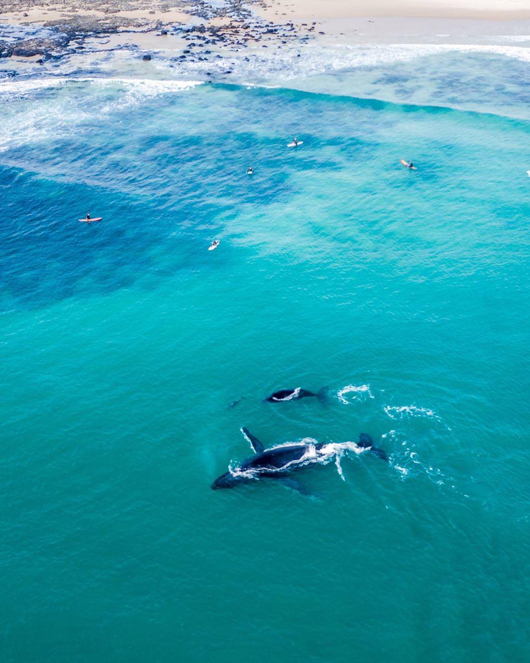  座头鲸与游人，来自摄影师Catfood Taco。 
