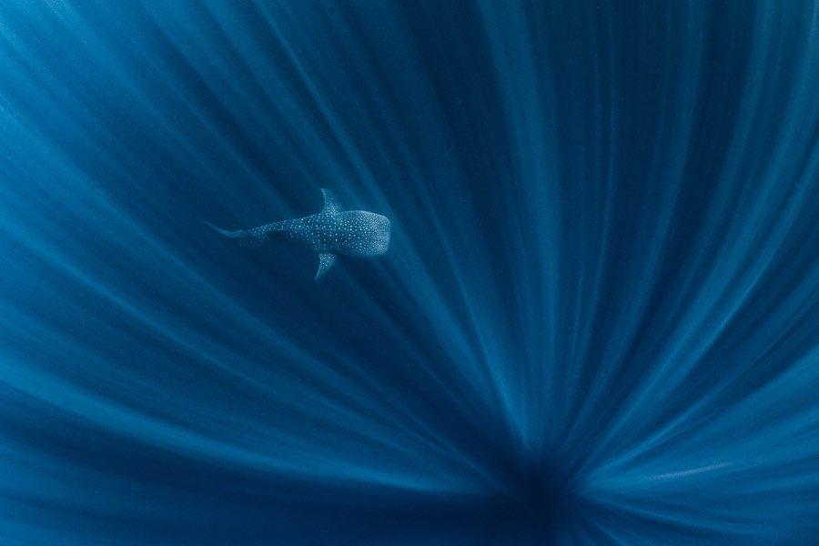  鲸鲨，来自摄影师Alex Kydd。 