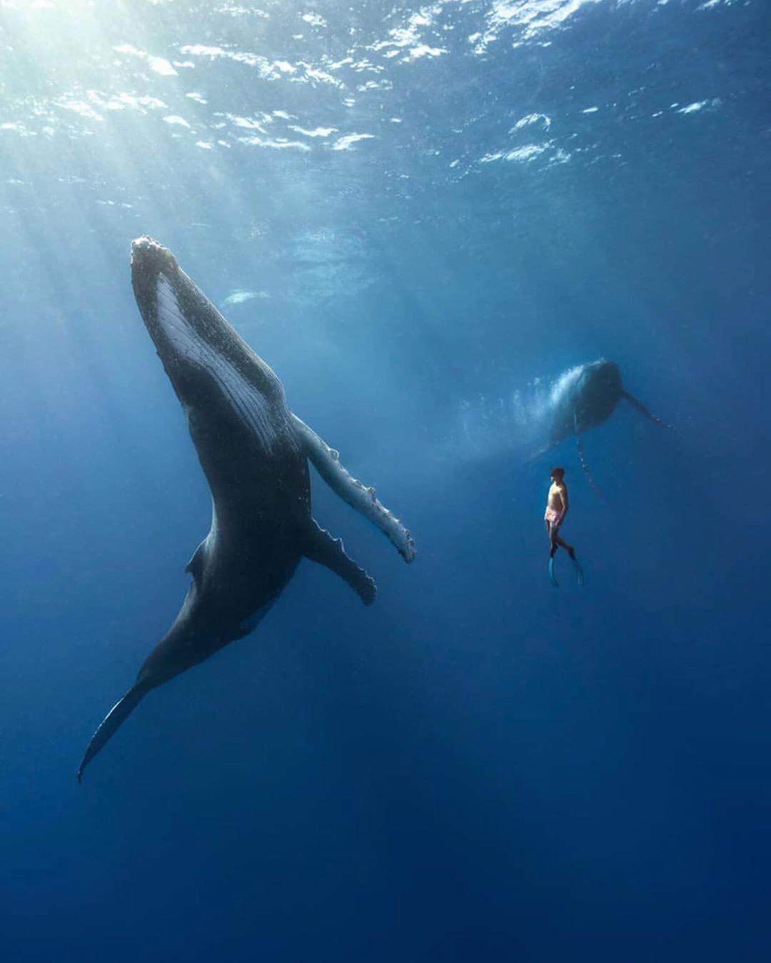  座头鲸与潜水者，来自摄影师Adam Stern。 