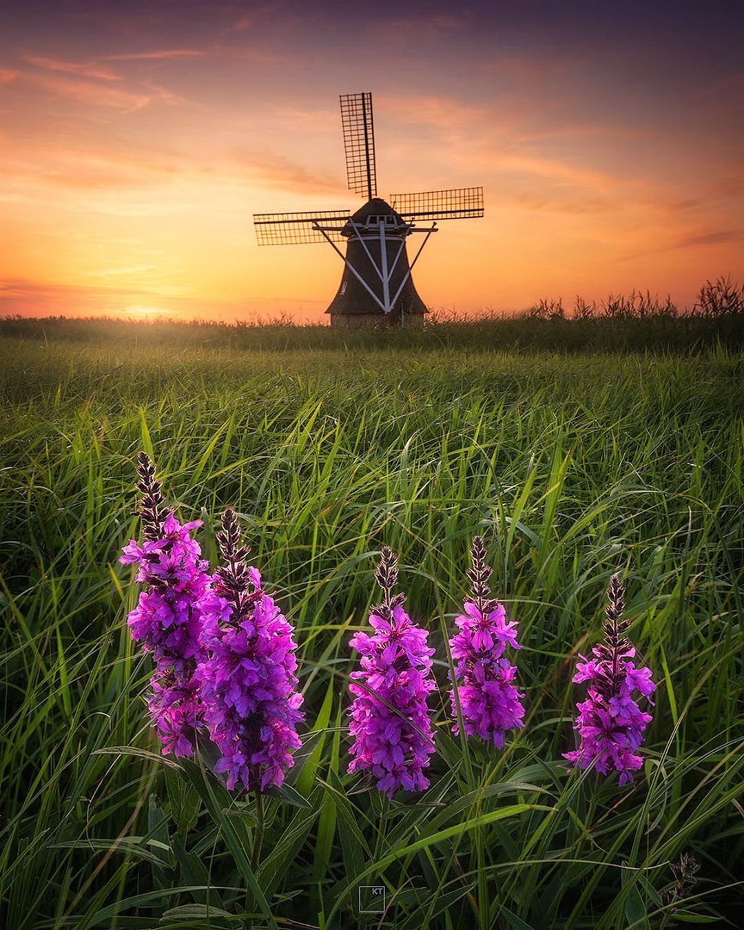夕阳下的风车与花朵kevinteerlynck摄于荷兰