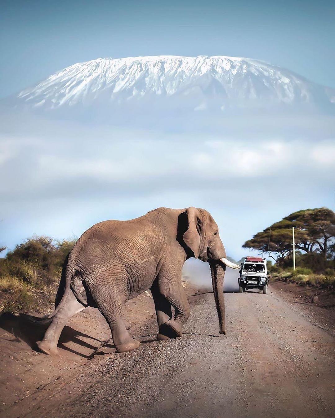  大象与乞力马扎罗雪山，David Rule摄于肯尼亚。 