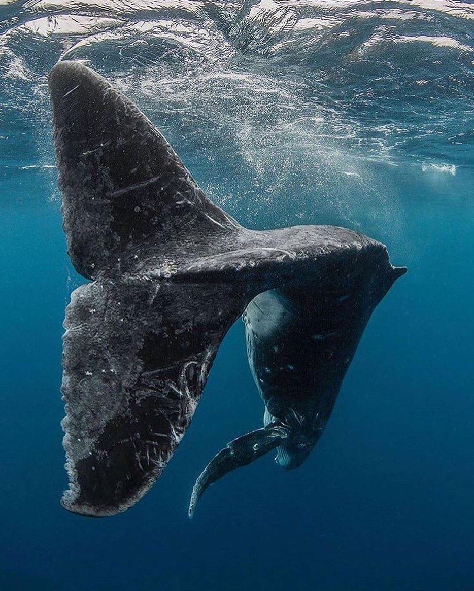  座头鲸的尾巴，来自摄影师SHANE KEENA。 