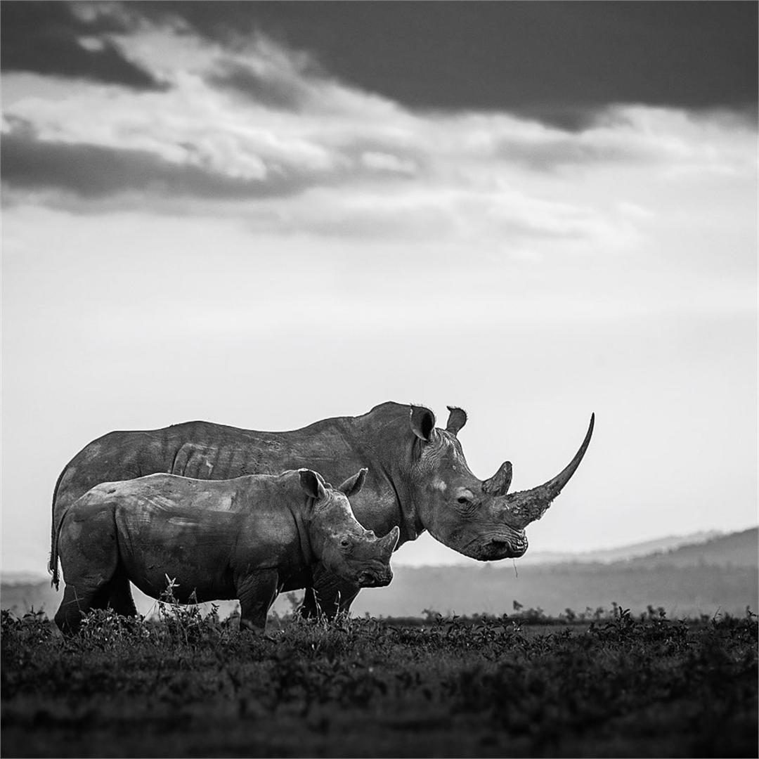  犀牛，来自摄影师Harman Singh Heer。 