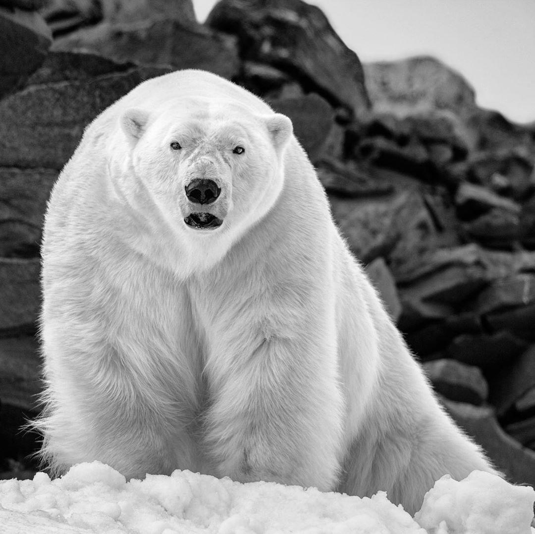 北极熊，来自摄影师Paul Nicklen。