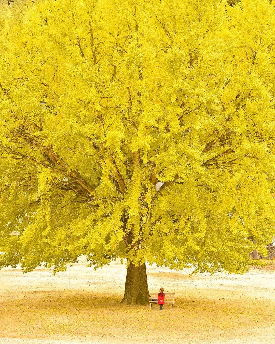  日本鸟取县的银杏树，来自摄影师Noriyuki Kajiwara。 