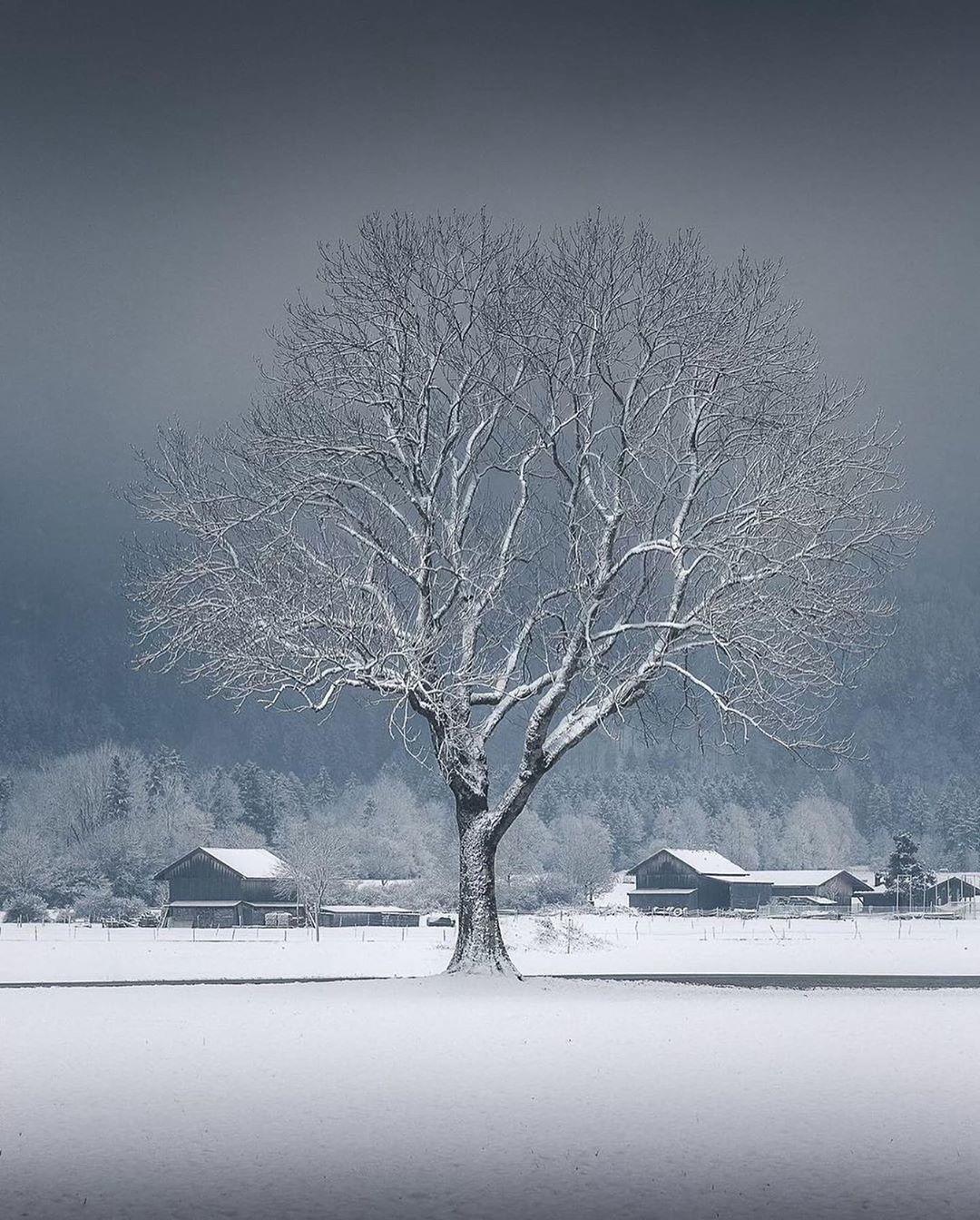  雪天的树，Michael Sidofsky摄于德国施万高。 