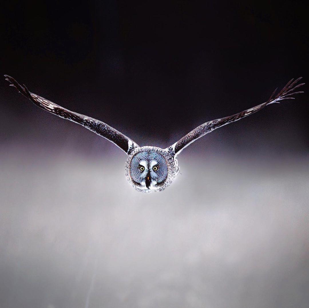  飞翔中的大灰猫头鹰，来自摄影师Niko Pekonen。 