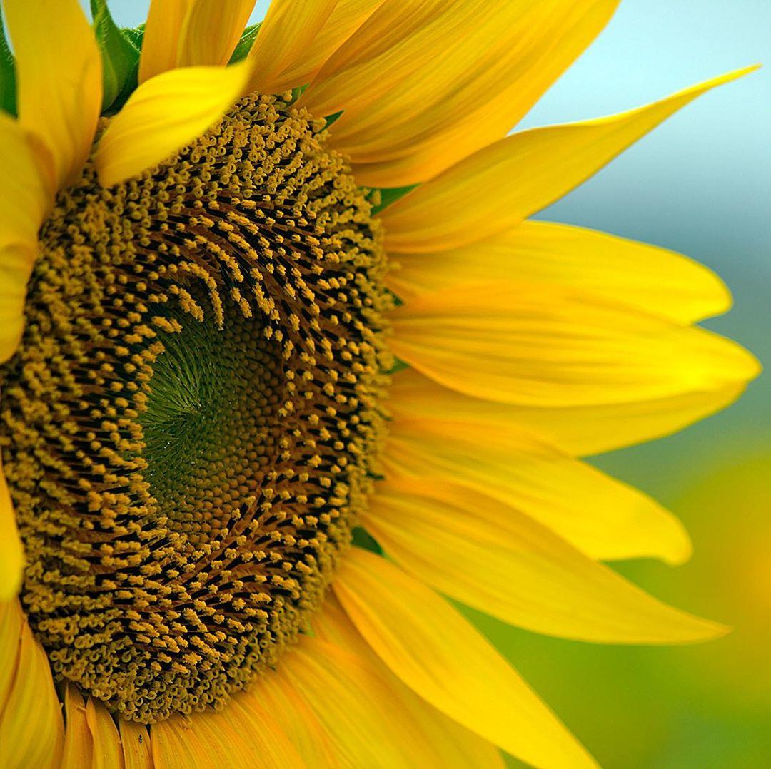  盛开的向日葵，来自摄影师Stephen Waller。 