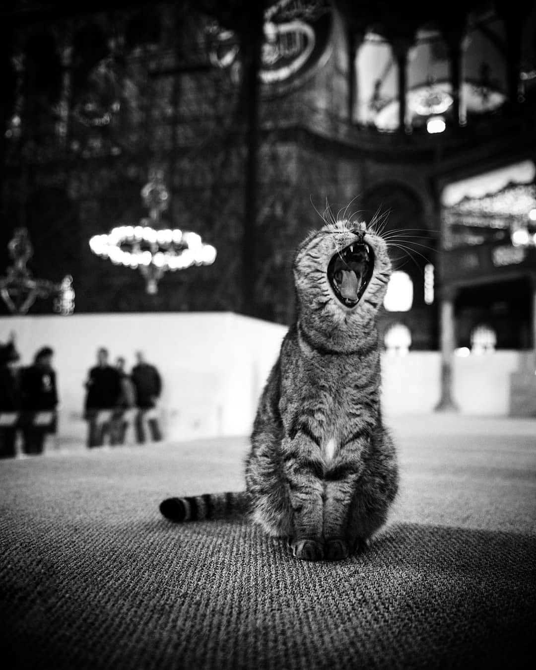  打哈欠的猫，来自摄影师Evren Morel。 