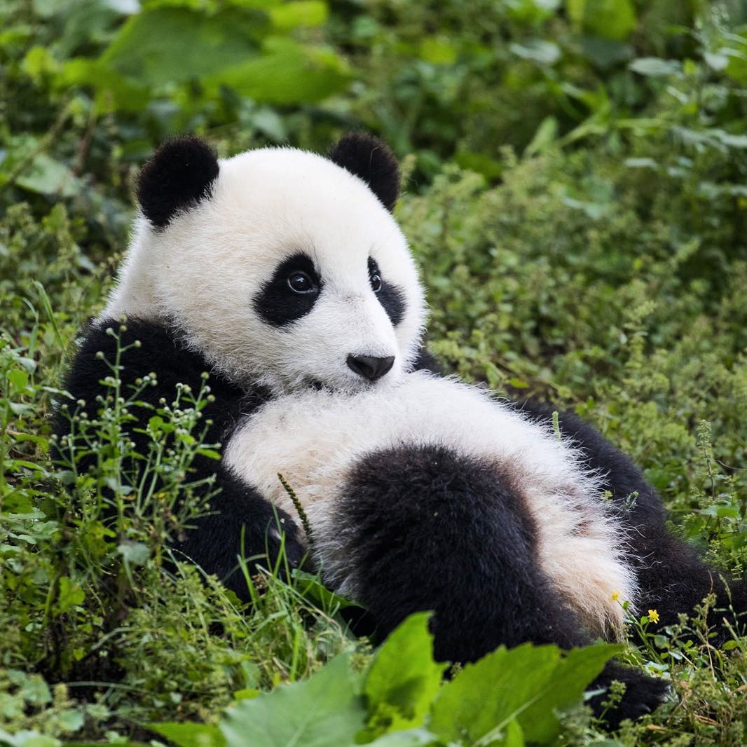 熊猫来自摄影师karimiliya