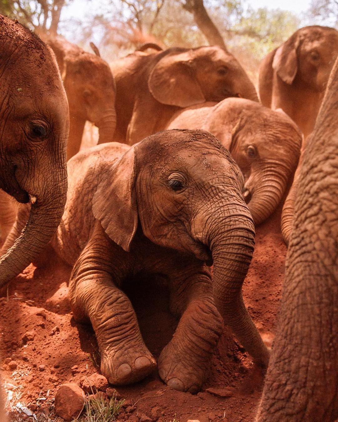  肯尼亚内罗毕国家公园的小象，来自摄影师Freya Dowson。 
