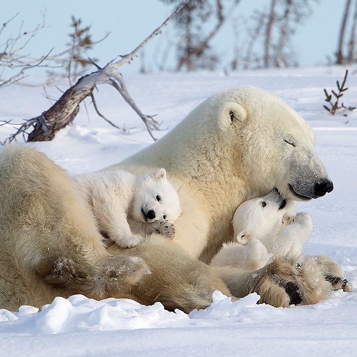  北极熊一家，来自摄影师David Hemmings。 