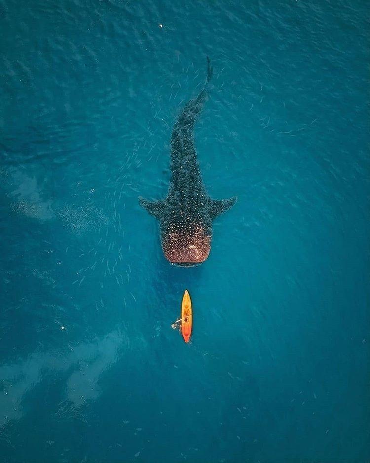  鲸鲨与小艇，来自摄影师Costas Spathis。 