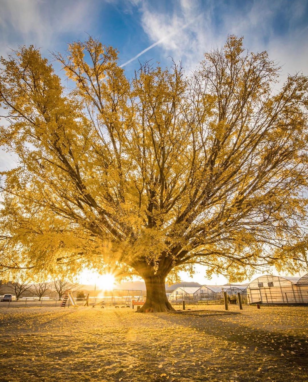 日光下的银杏树来自摄影师kissmlimited