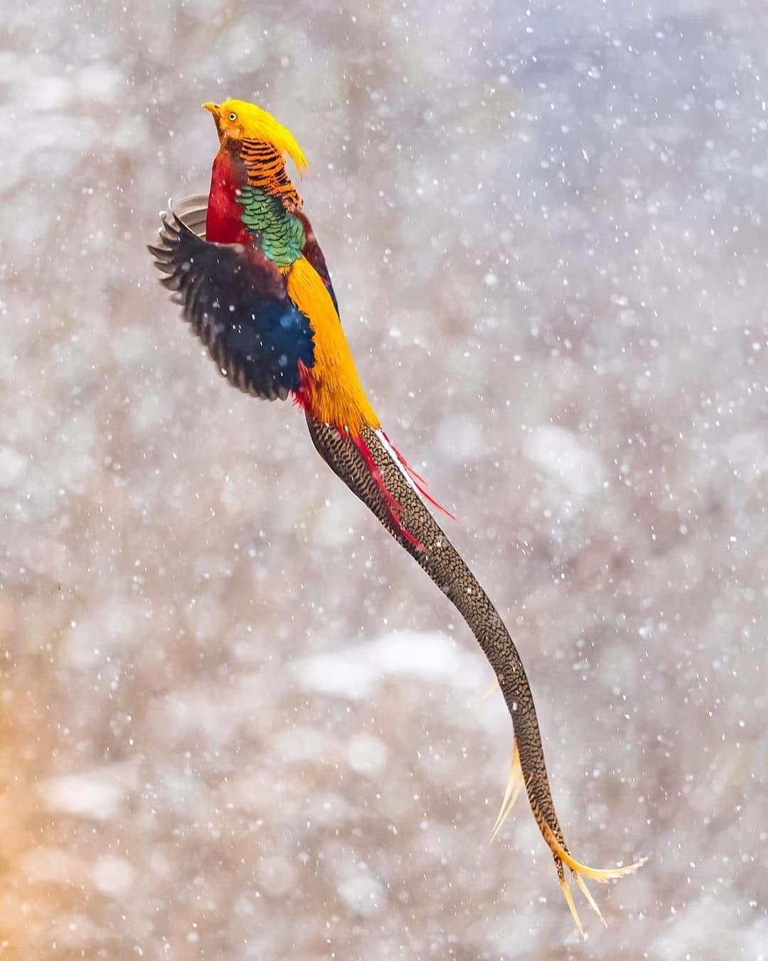  飞翔中的红腹锦鸡，来自摄影师KHALID SHARIF。 