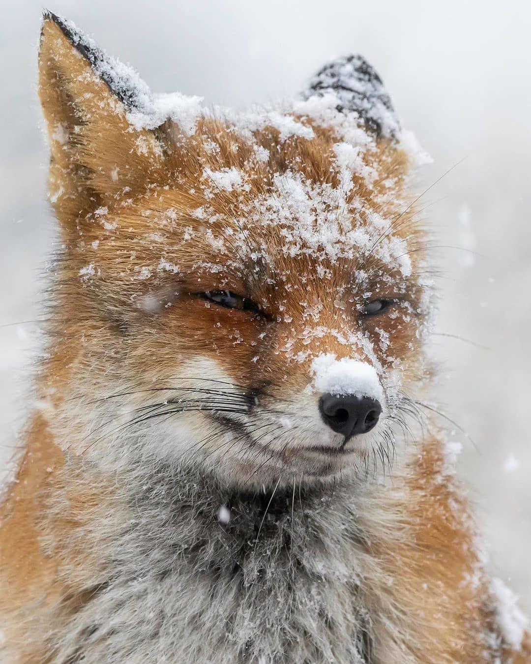  雪中的红狐，来自摄影师Jeffrey Haak。 