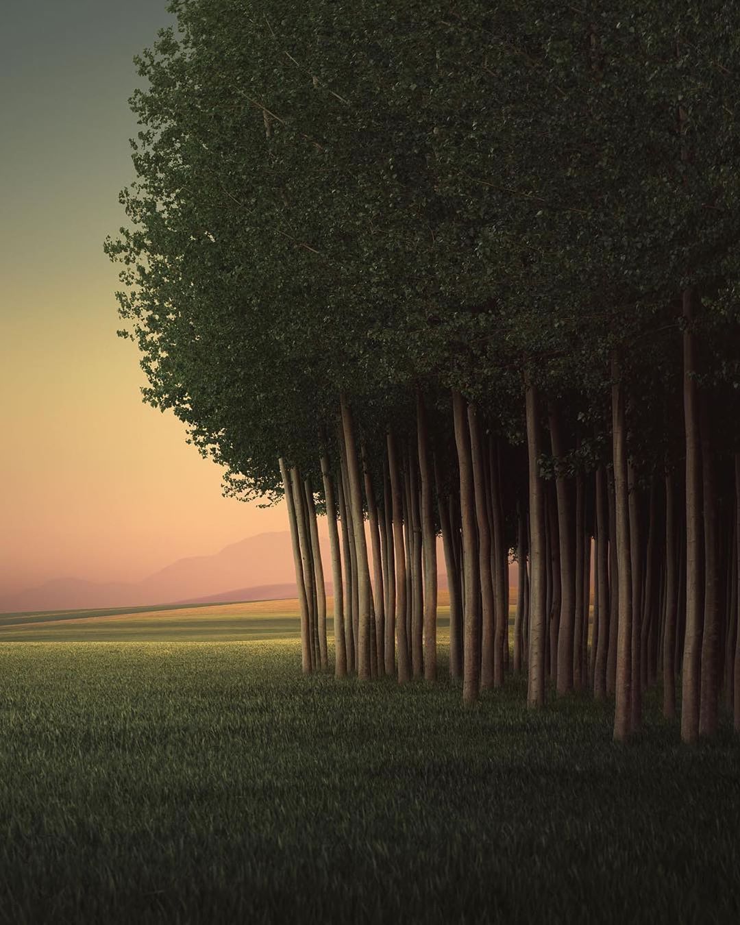 黄昏树林与草地来自摄影师benjamineverett