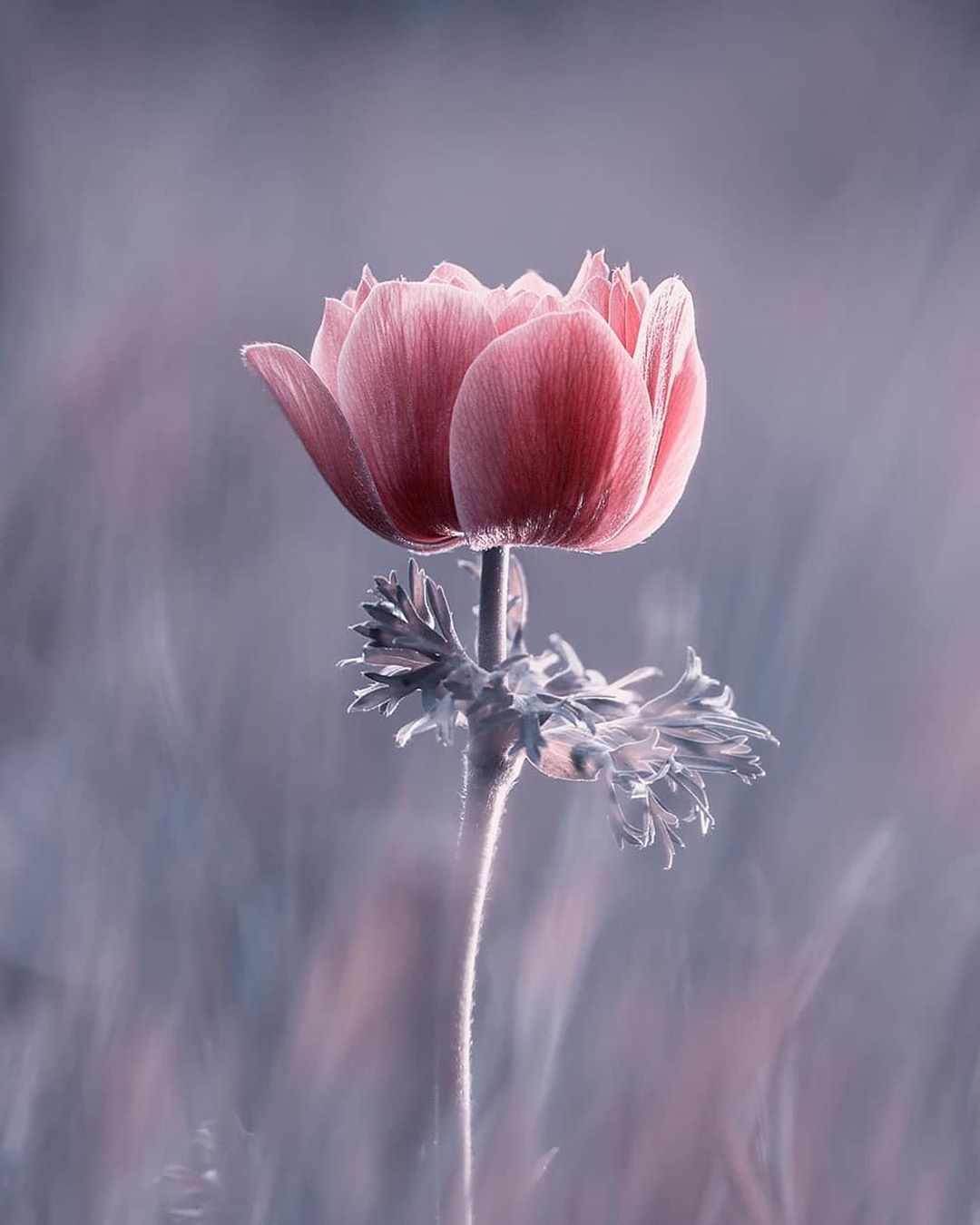  盛开的花，来自摄影师Fabien Bravin。 