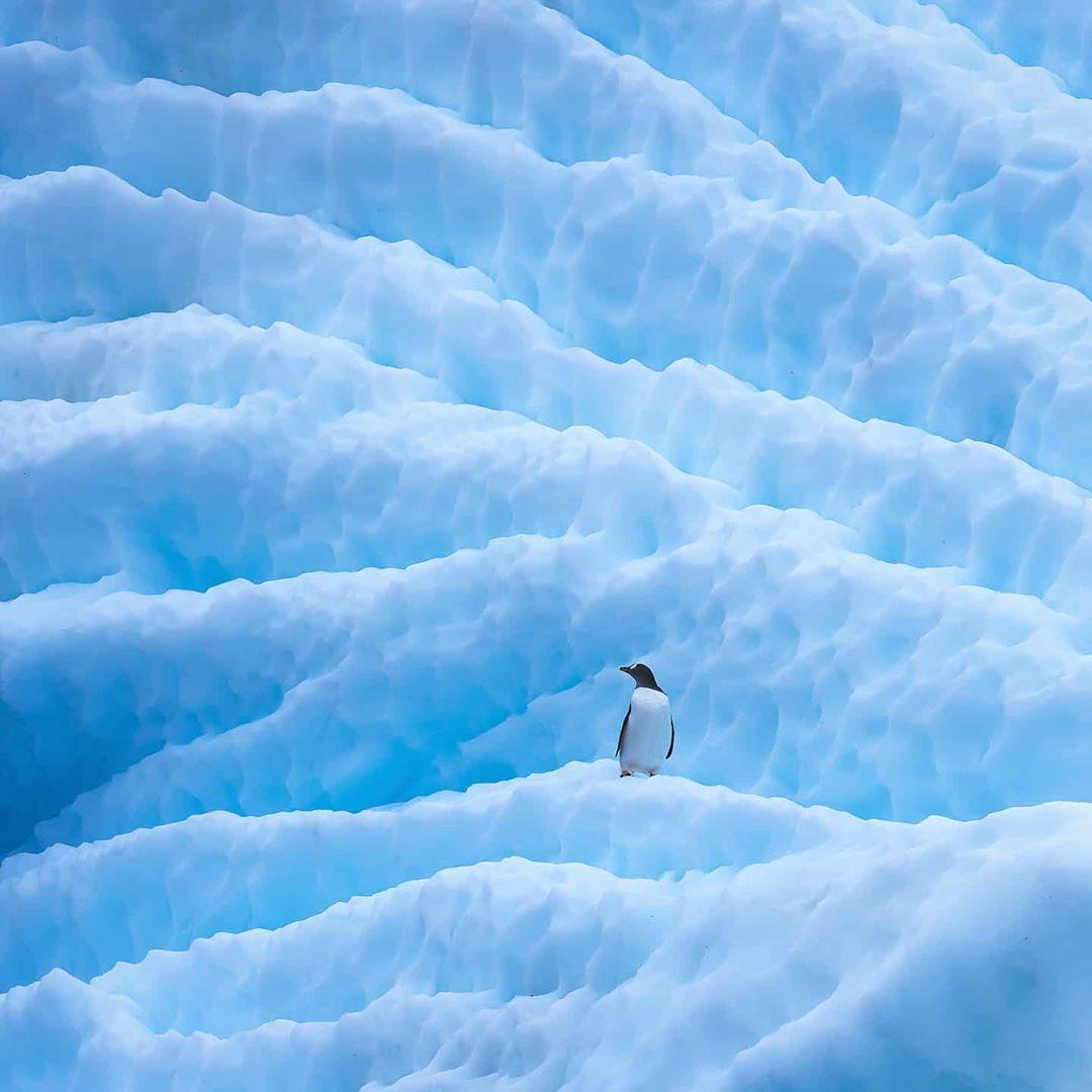  冰山上的企鹅，来自摄影师Albert Dros。 